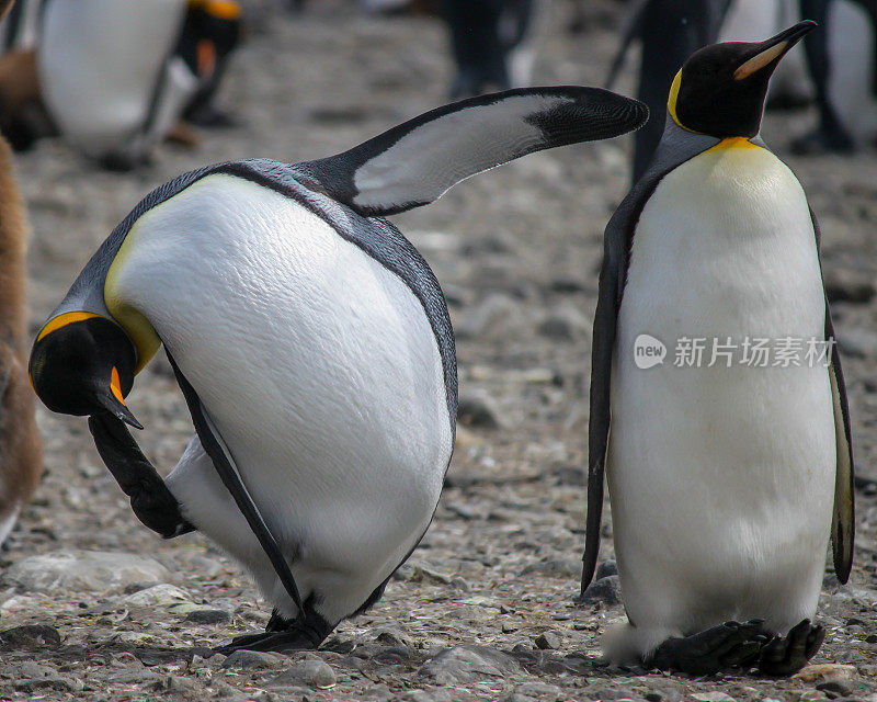 南极洲的两只滑稽的国王企鹅(Aptenodytes patagonicus)
